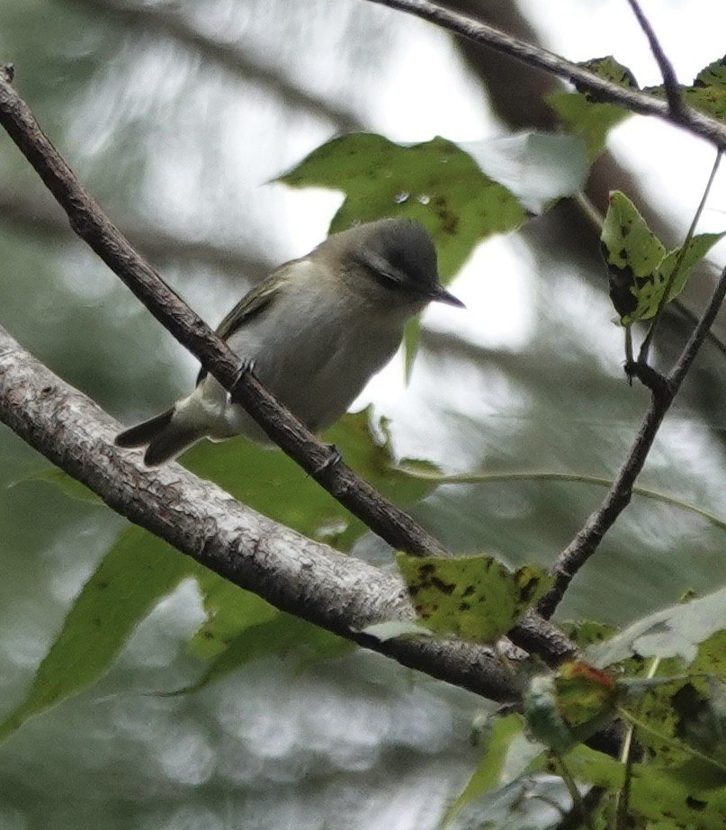 Red-eyed Vireo - ML642946765