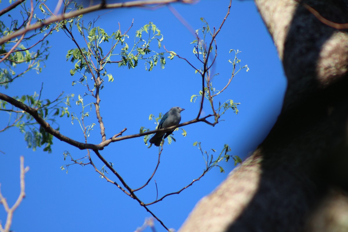 Sayaca Tanager - ML642946772