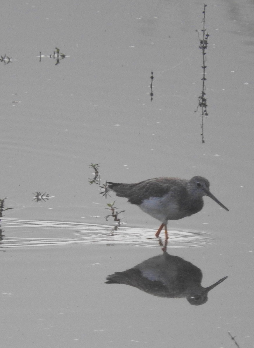 Greater Yellowlegs - ML642946773
