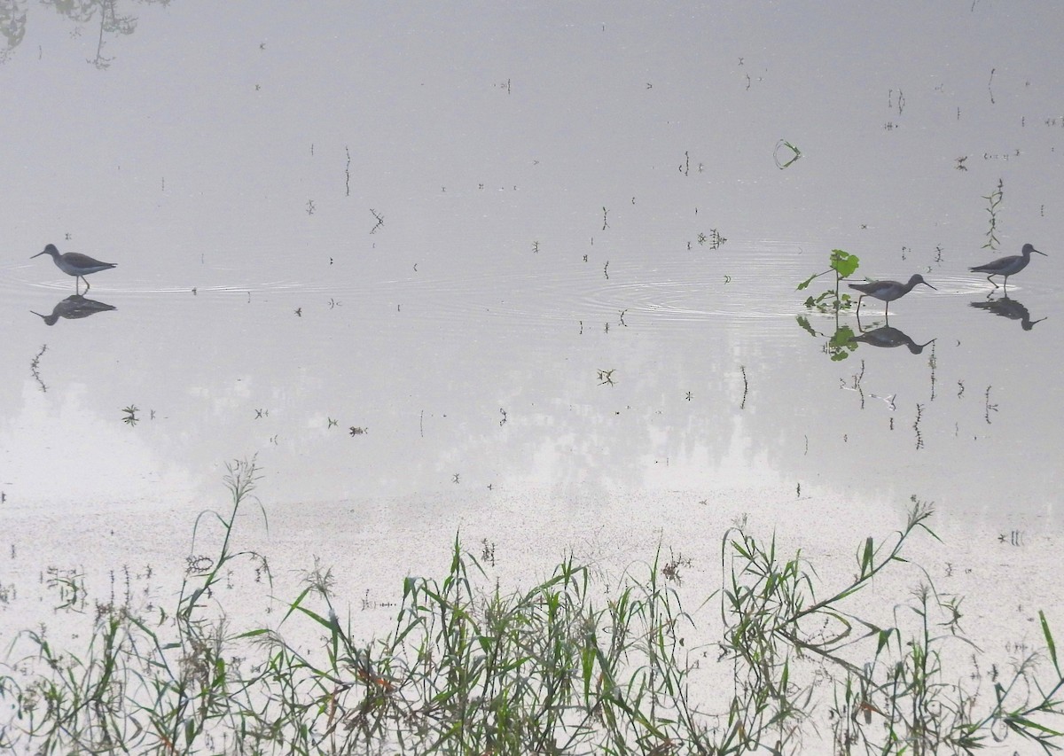 Greater Yellowlegs - ML642946774