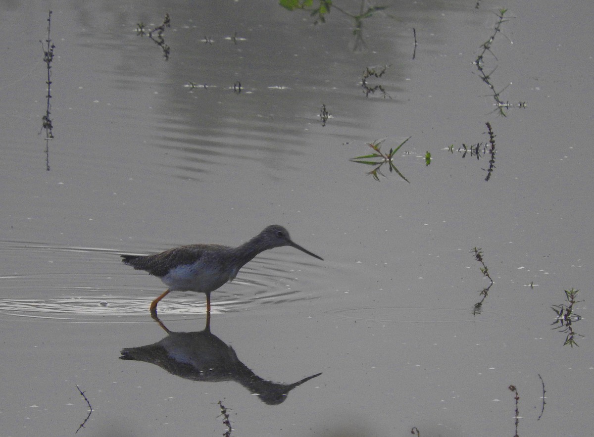 Greater Yellowlegs - ML642946776
