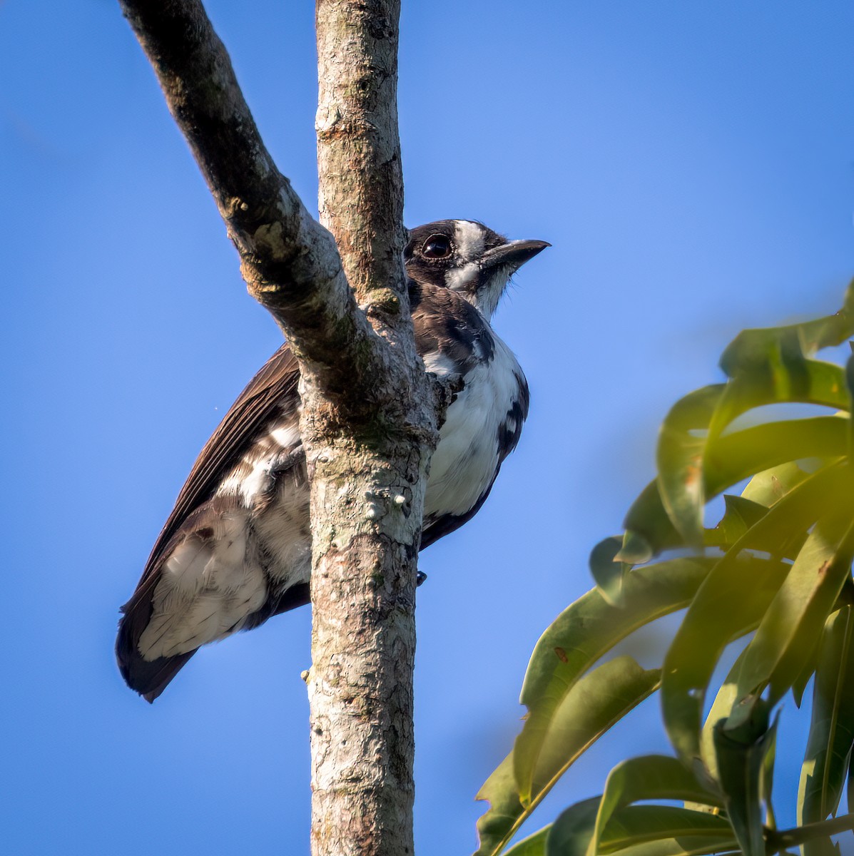 White-browed Purpletuft - ML642946778