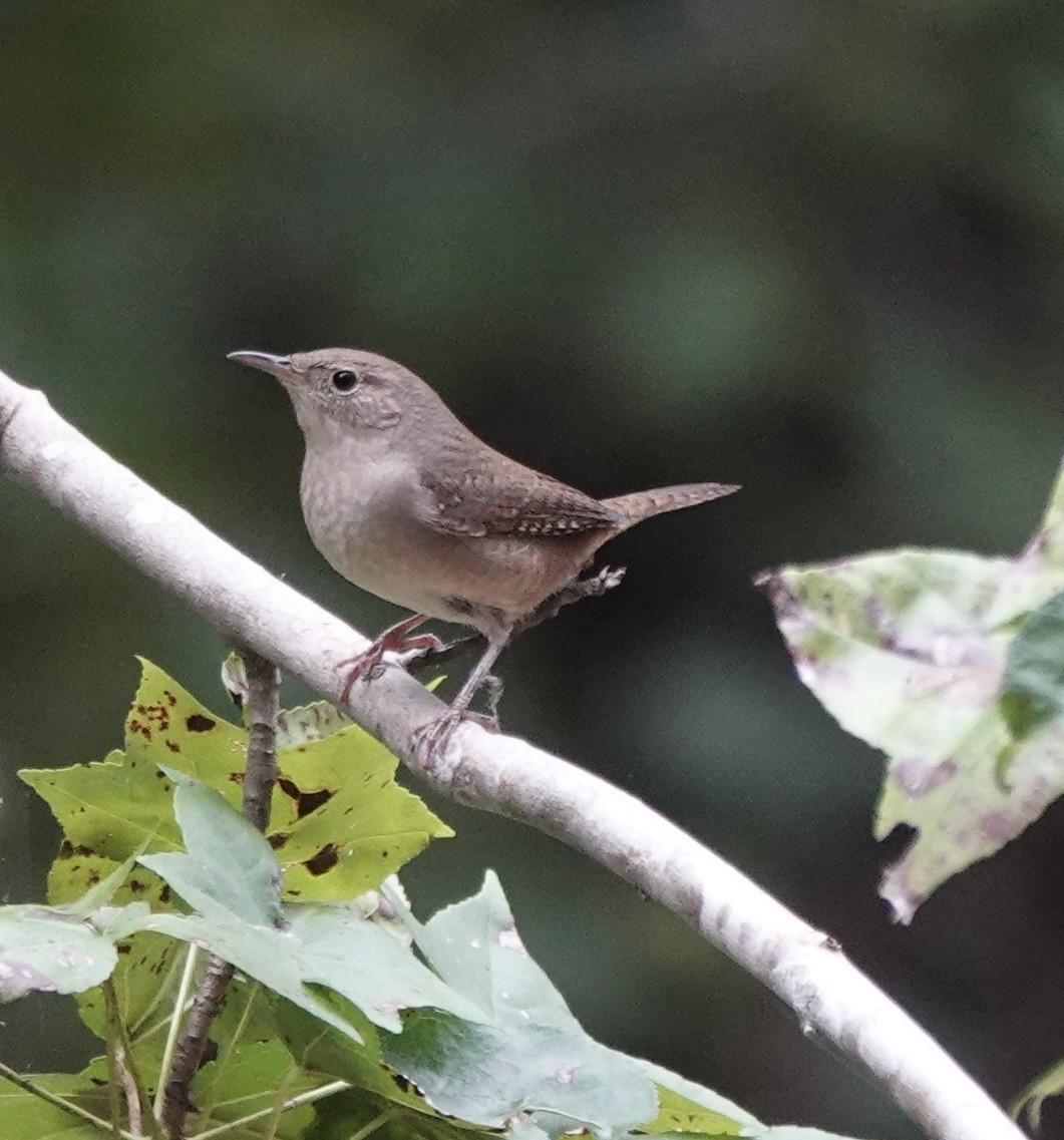 Northern House Wren - ML642946782