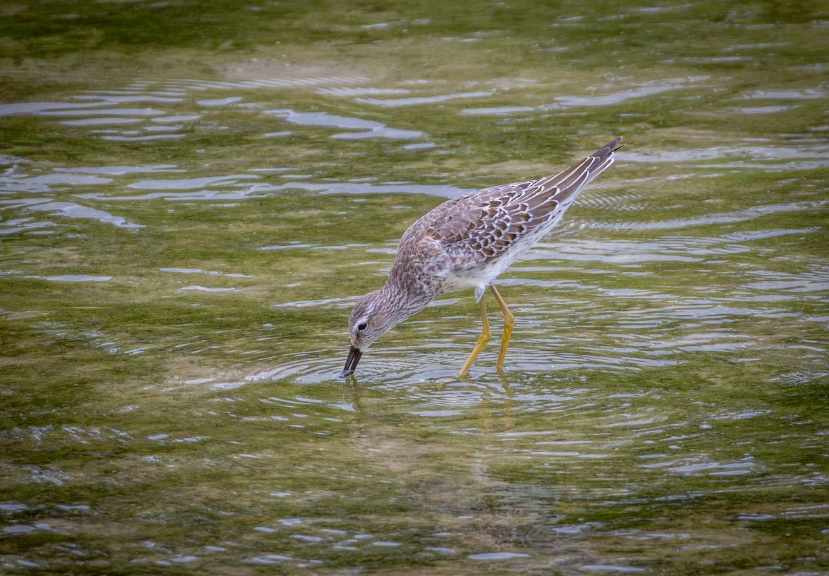 Stilt Sandpiper - ML642946794
