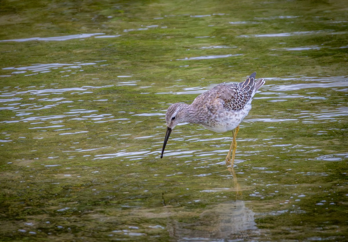 Stilt Sandpiper - ML642946795