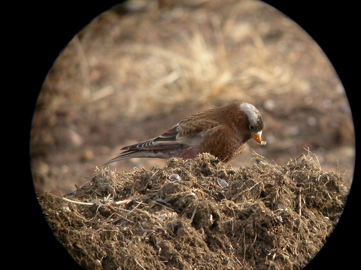Gray-crowned Rosy-Finch - ML642946815