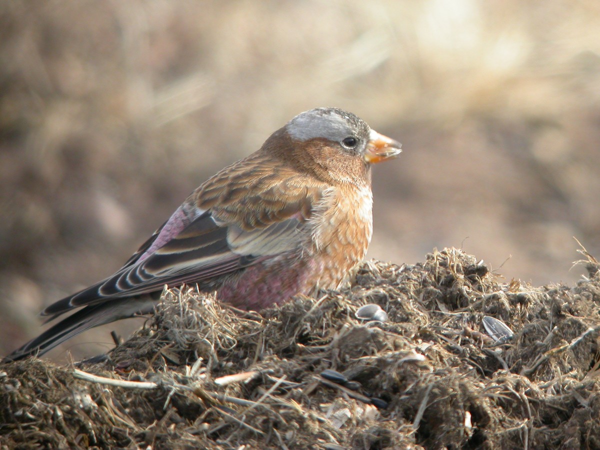 Gray-crowned Rosy-Finch - ML642946816