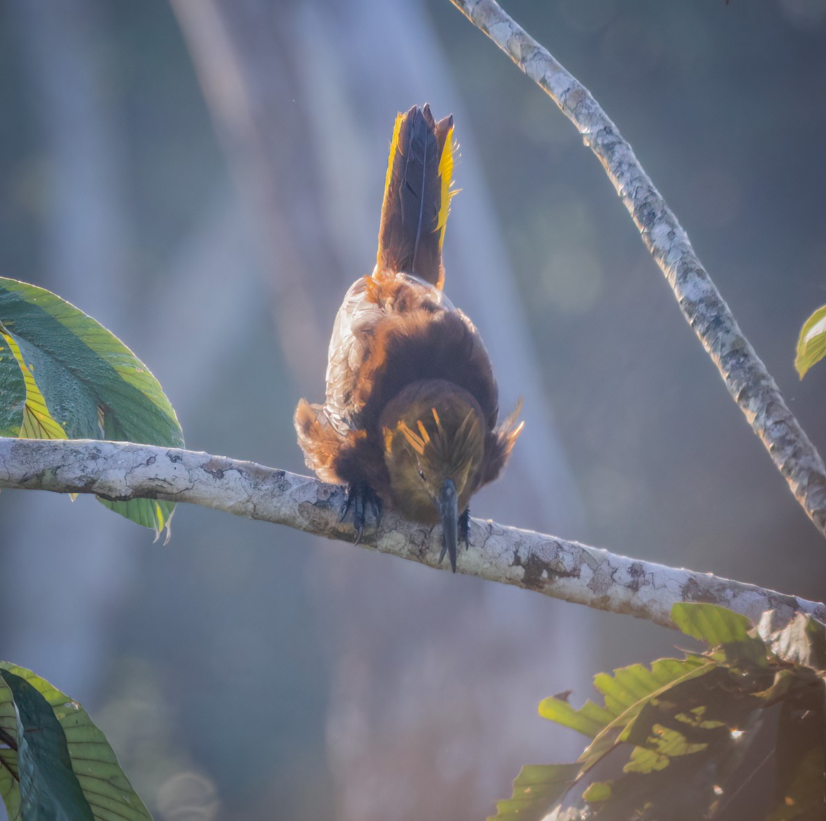 Russet-backed Oropendola - ML642946818