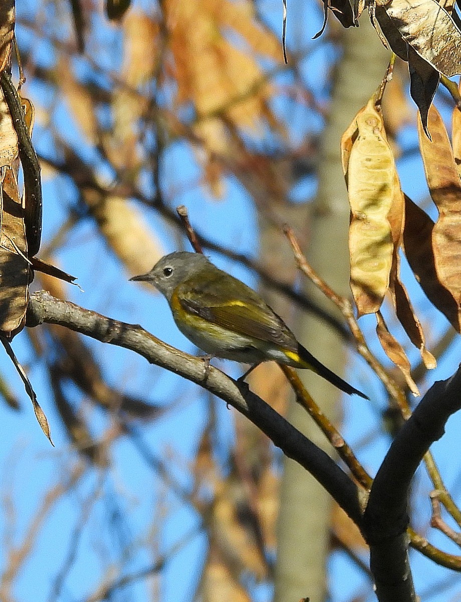 American Redstart - ML642946819