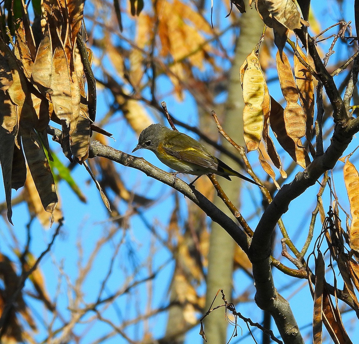 American Redstart - ML642946820