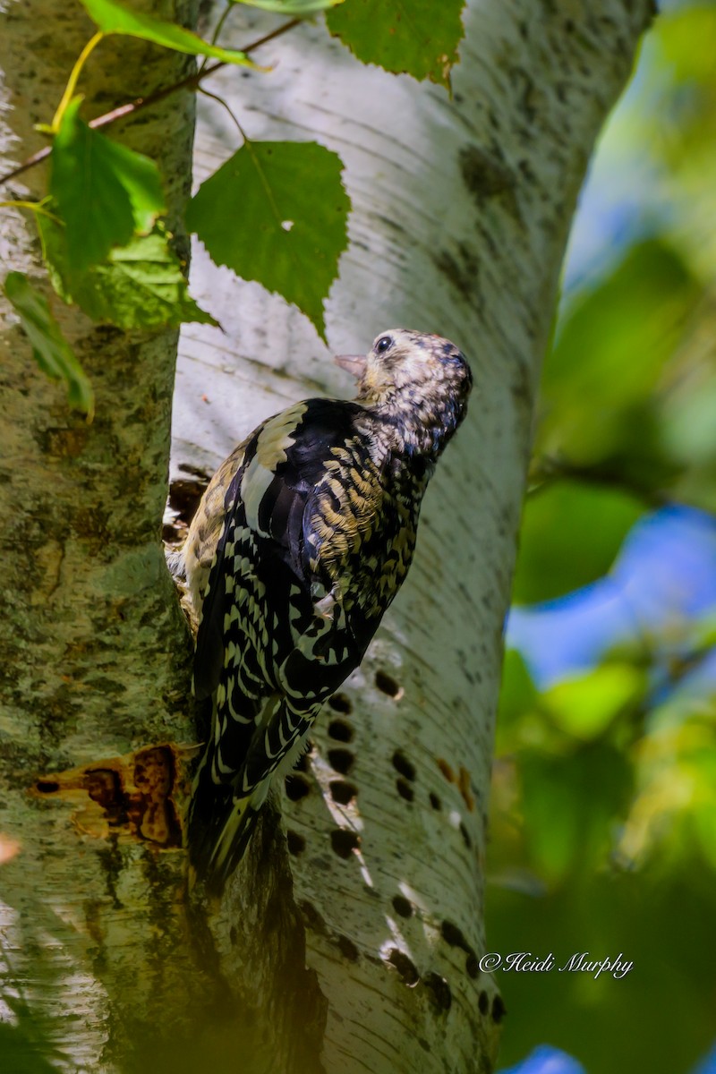 Yellow-bellied Sapsucker - ML642946821