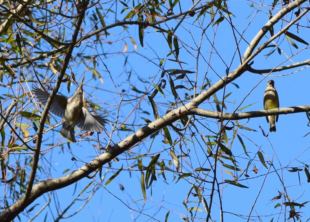 Cedar Waxwing - ML642946823