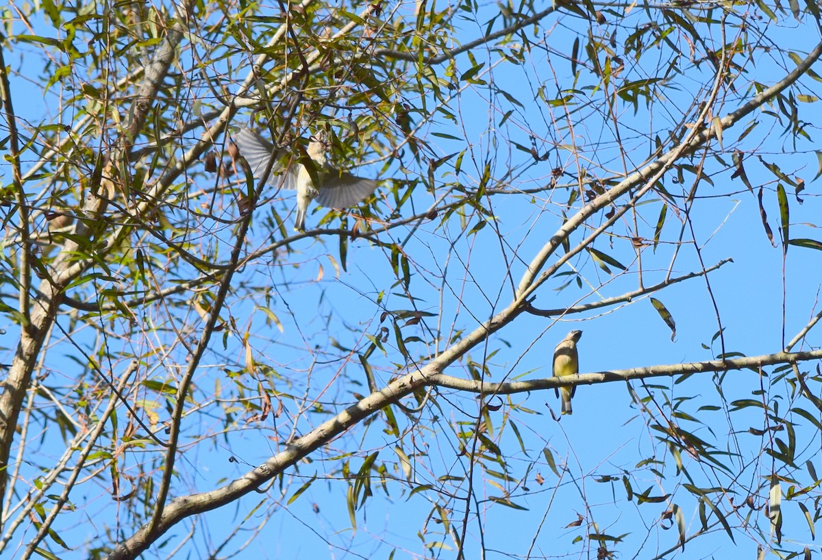 Cedar Waxwing - ML642946824