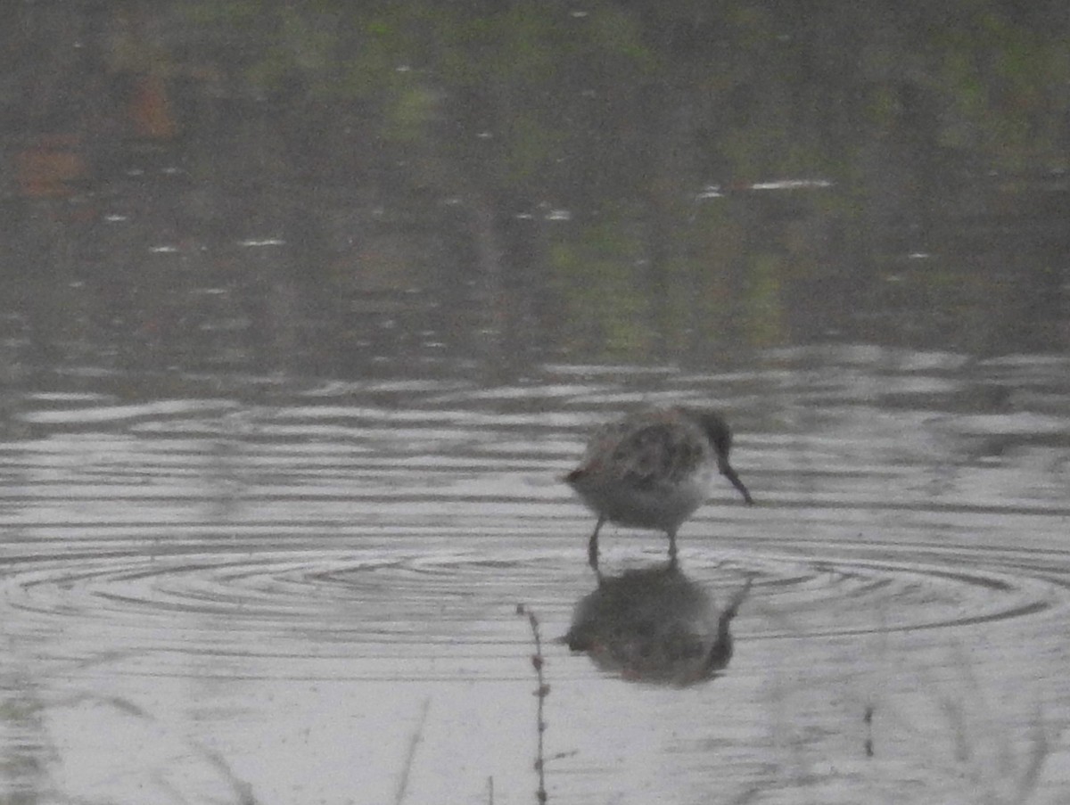 Western Sandpiper - ML642946825