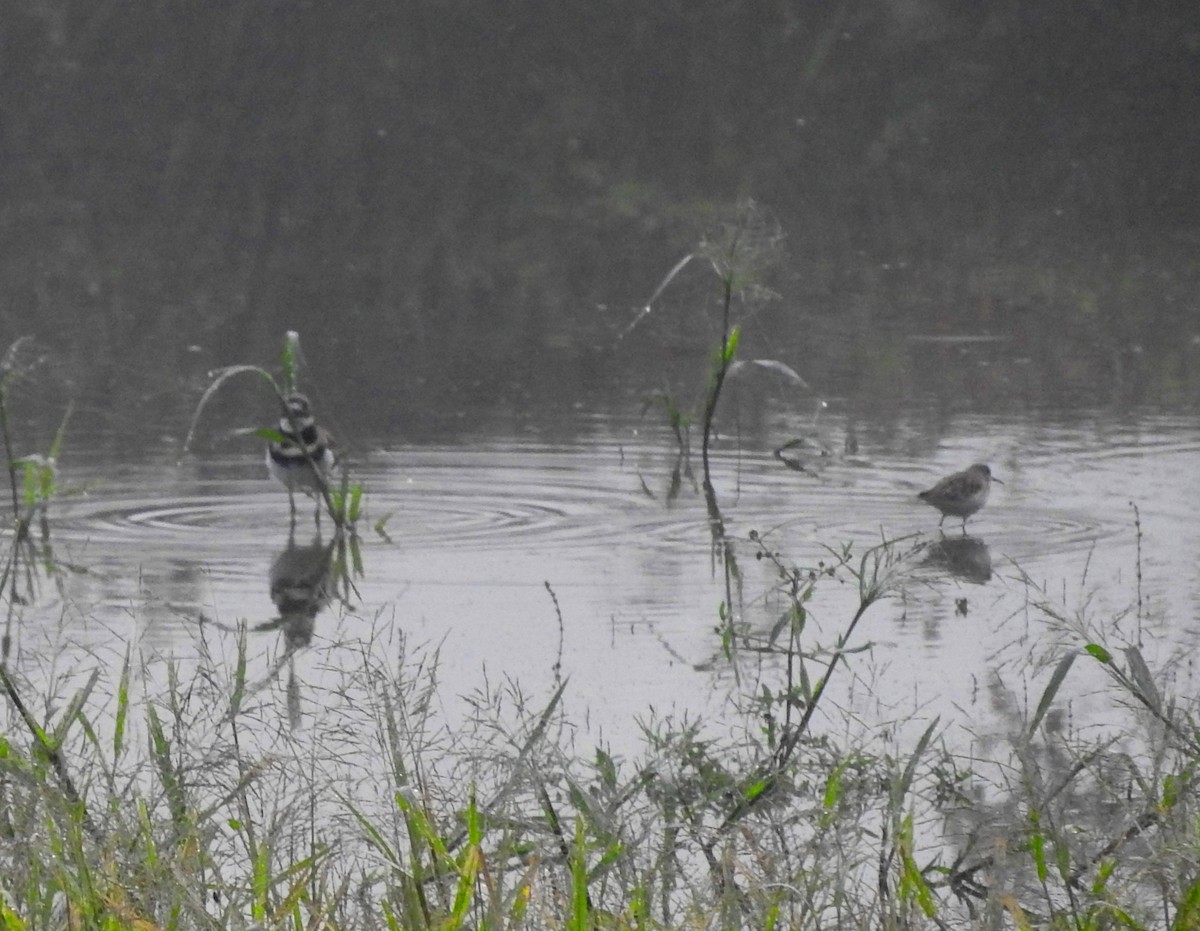 Western Sandpiper - ML642946826