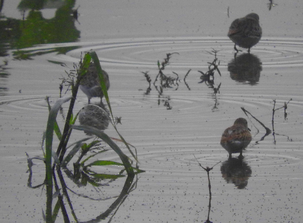 Western Sandpiper - ML642946827