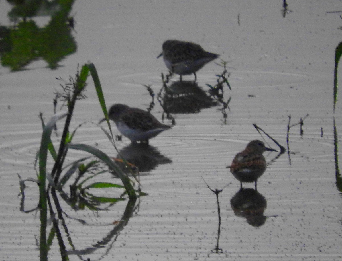 Western Sandpiper - ML642946828