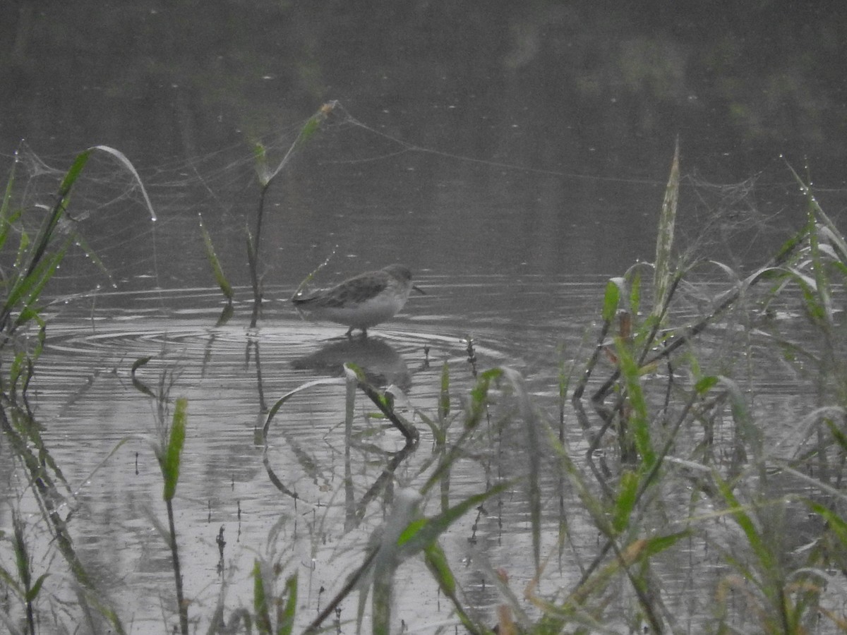 Western Sandpiper - ML642946829