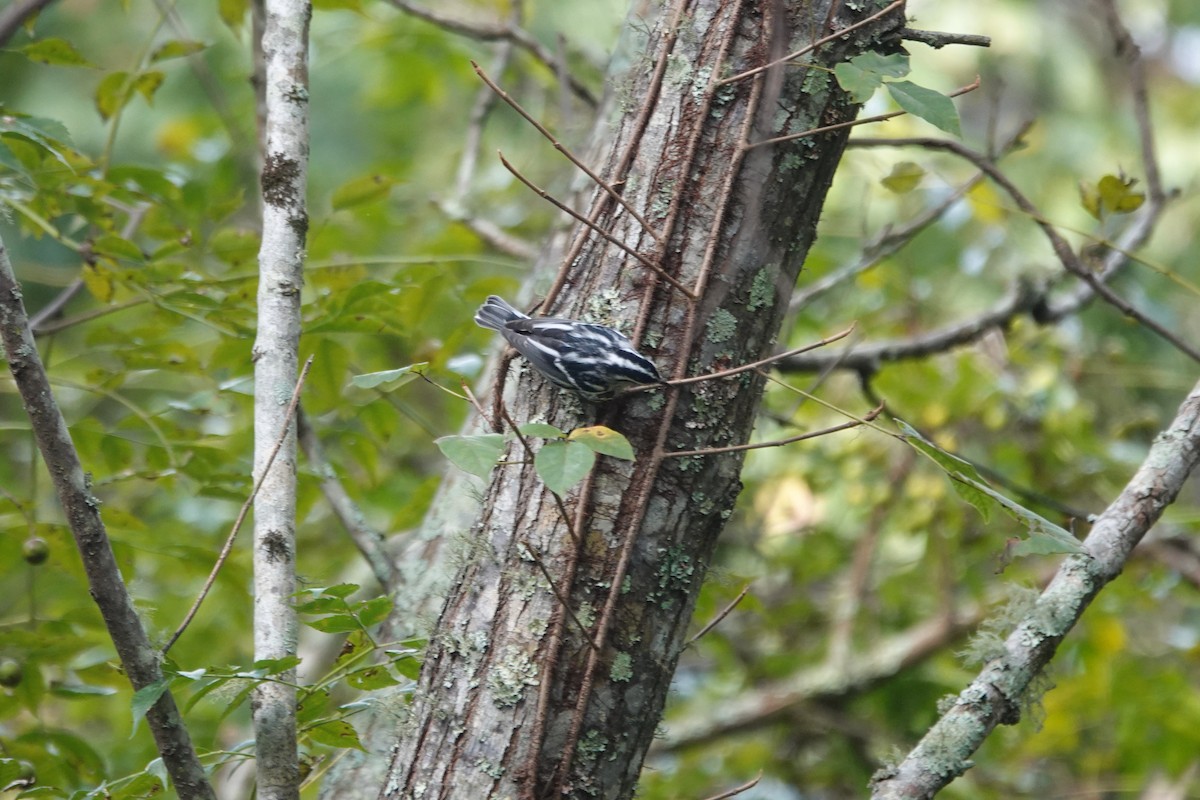 Black-and-white Warbler - ML642946830
