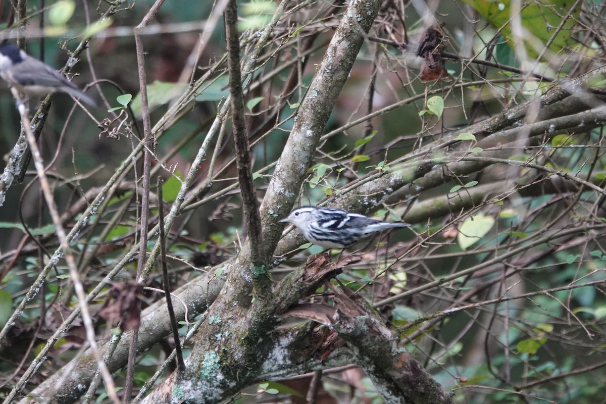 Black-and-white Warbler - ML642946831