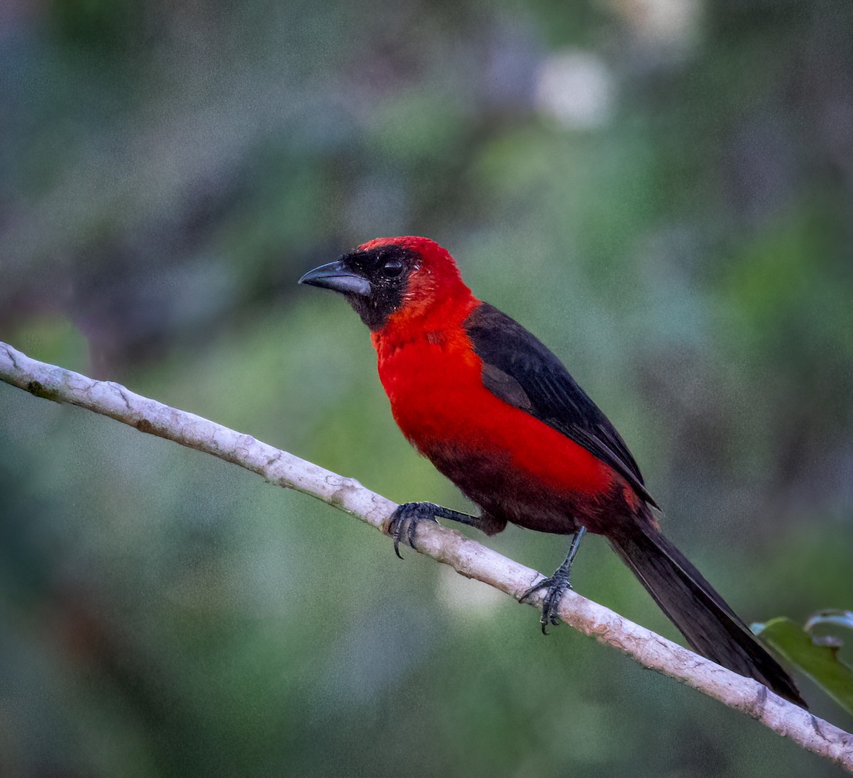 Masked Crimson Tanager - ML642946832