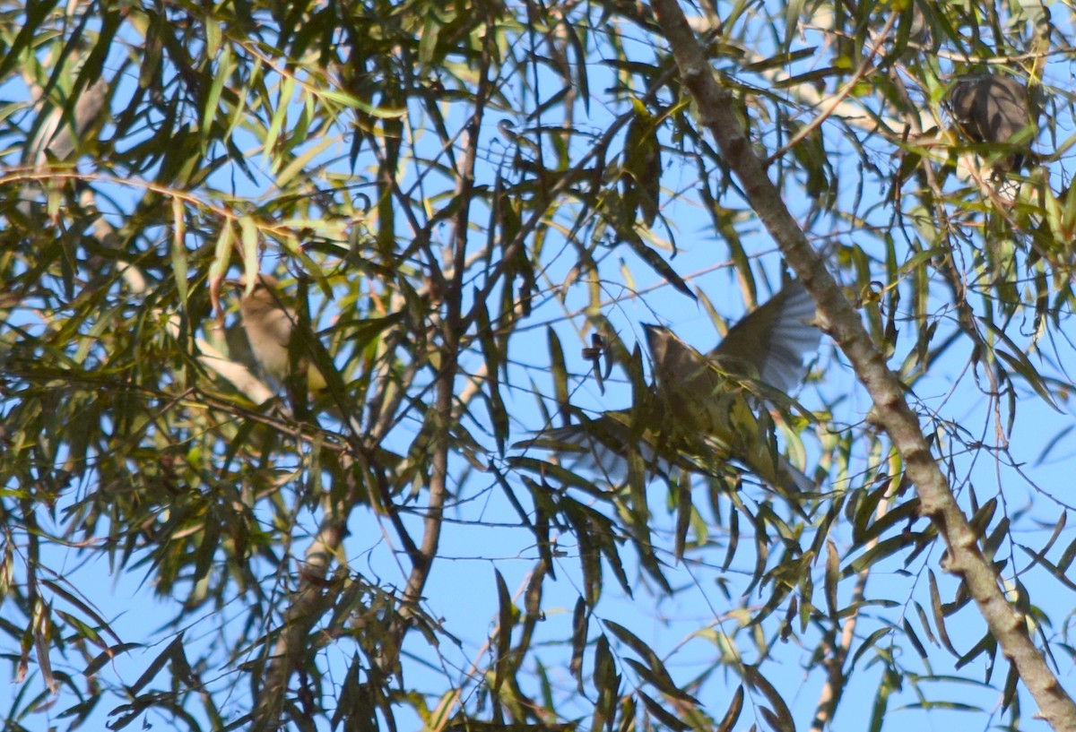 Cedar Waxwing - ML642946833