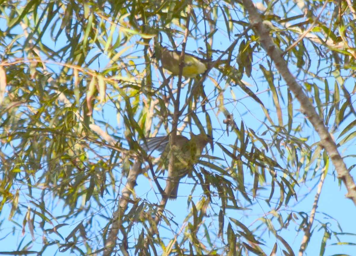 Cedar Waxwing - ML642946834