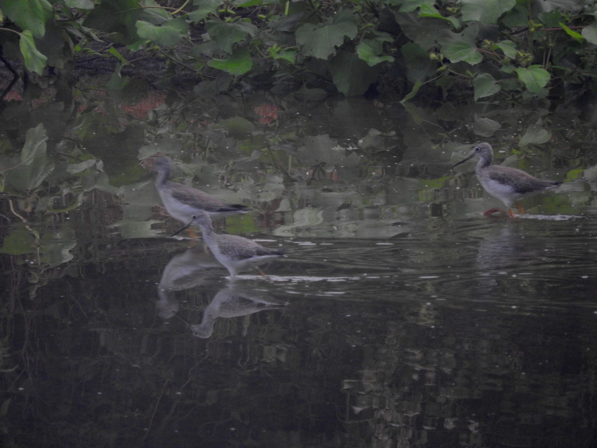 Greater Yellowlegs - ML642946836