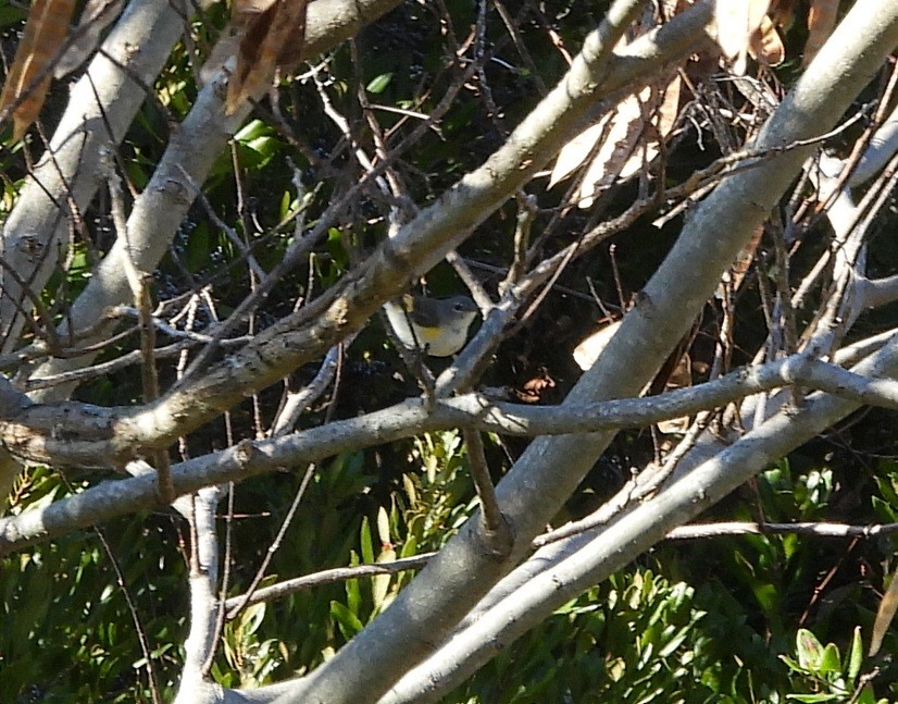American Redstart - ML642946837