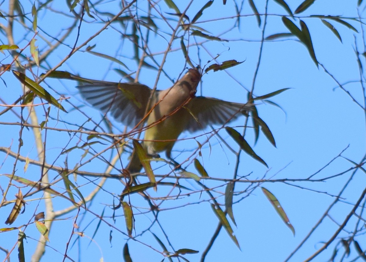 Cedar Waxwing - ML642946839