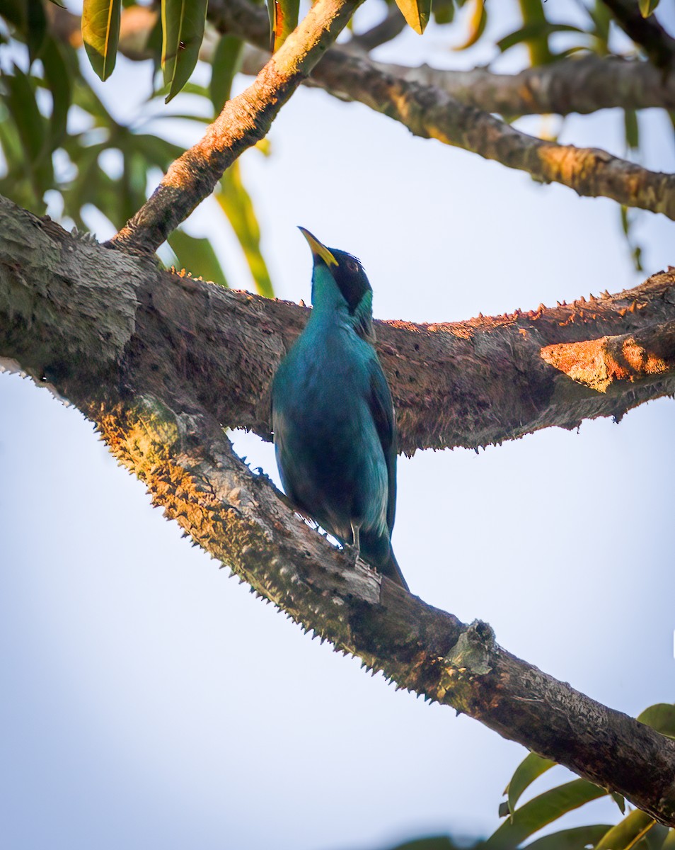 Green Honeycreeper - ML642946840