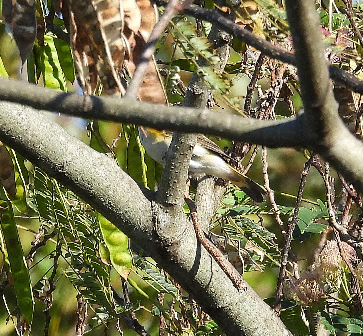American Redstart - ML642946841