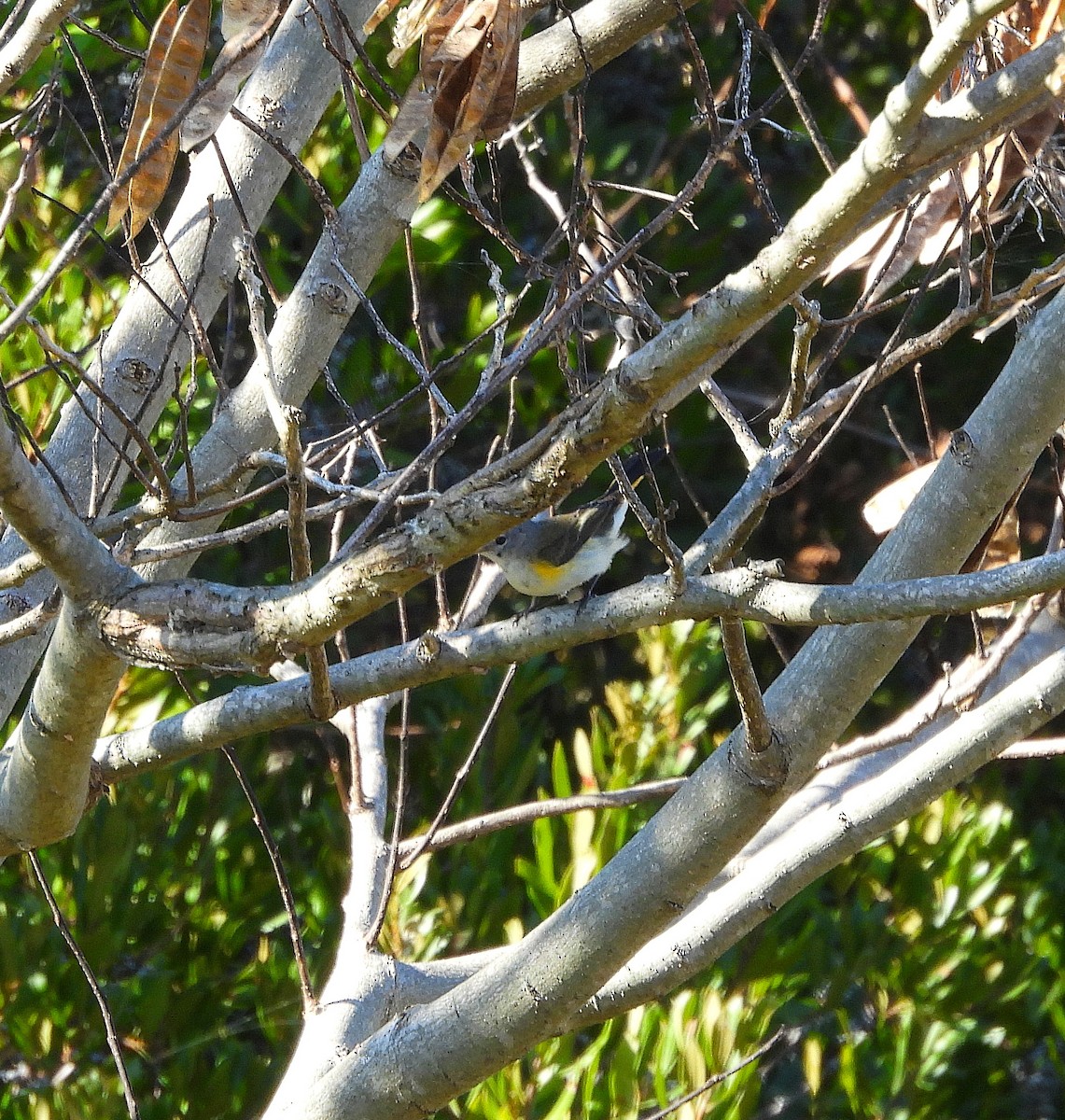 American Redstart - ML642946842