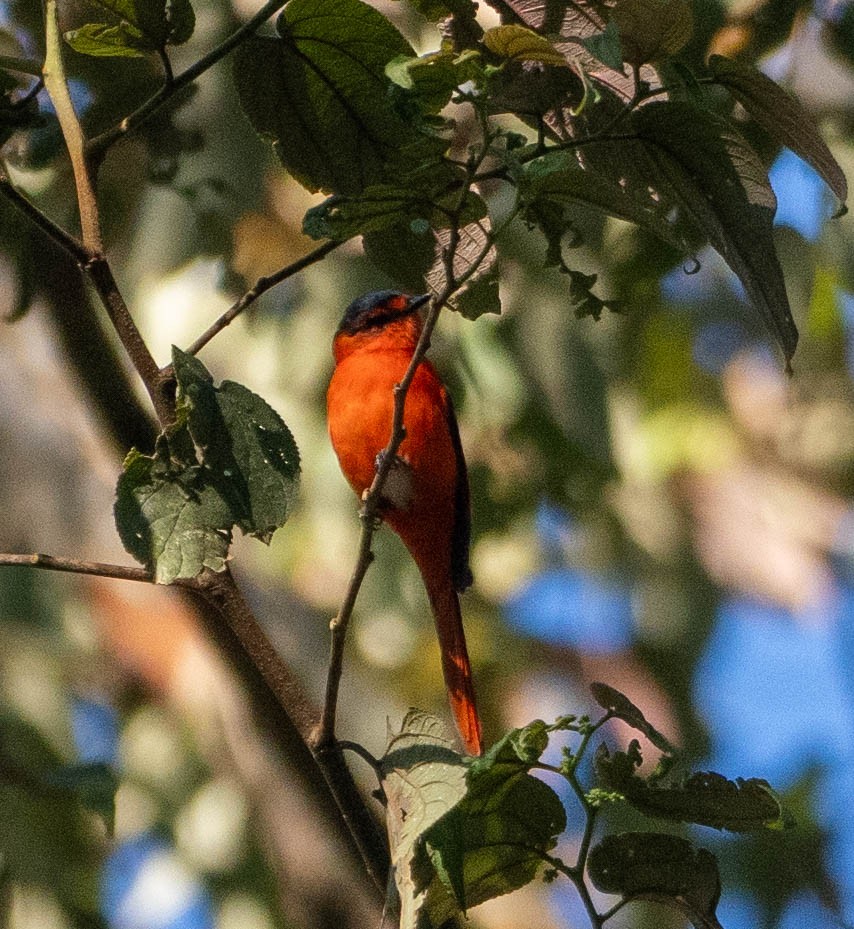 Sunda Minivet - ML642946843
