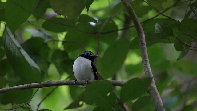Visayan Broadbill - ML642946850