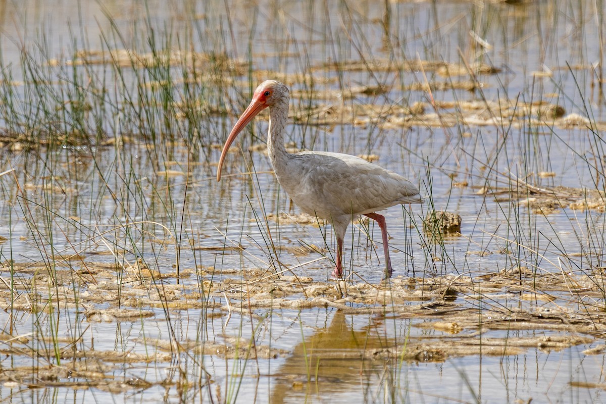 White Ibis - ML642946851