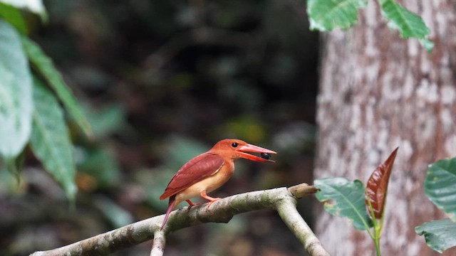 Ruddy Kingfisher - ML642946853