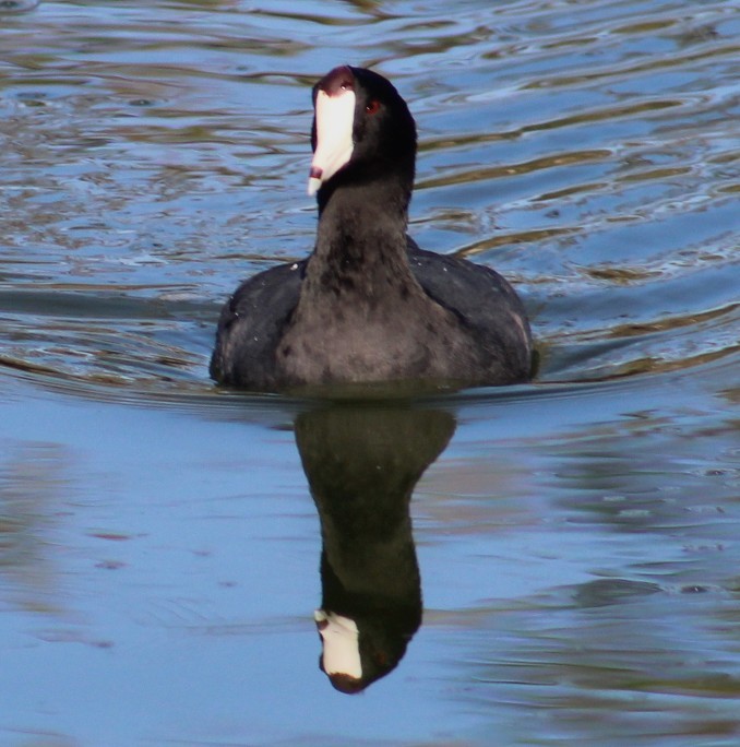 American Coot - ML642946854