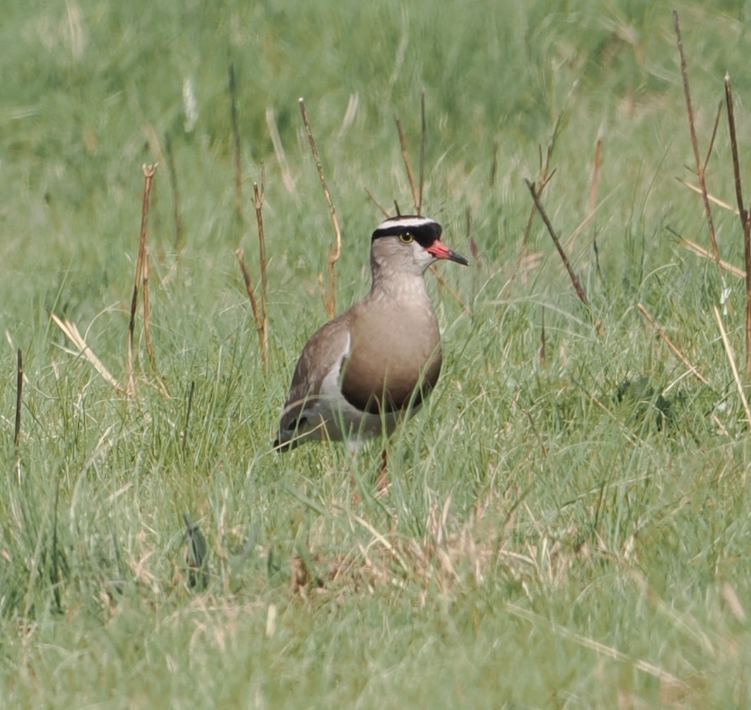 Crowned Lapwing - ML642946855