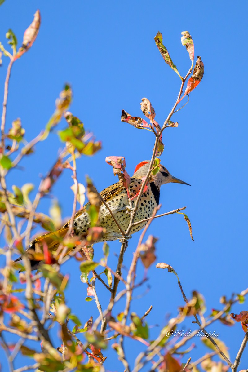 Northern Flicker - ML642946856