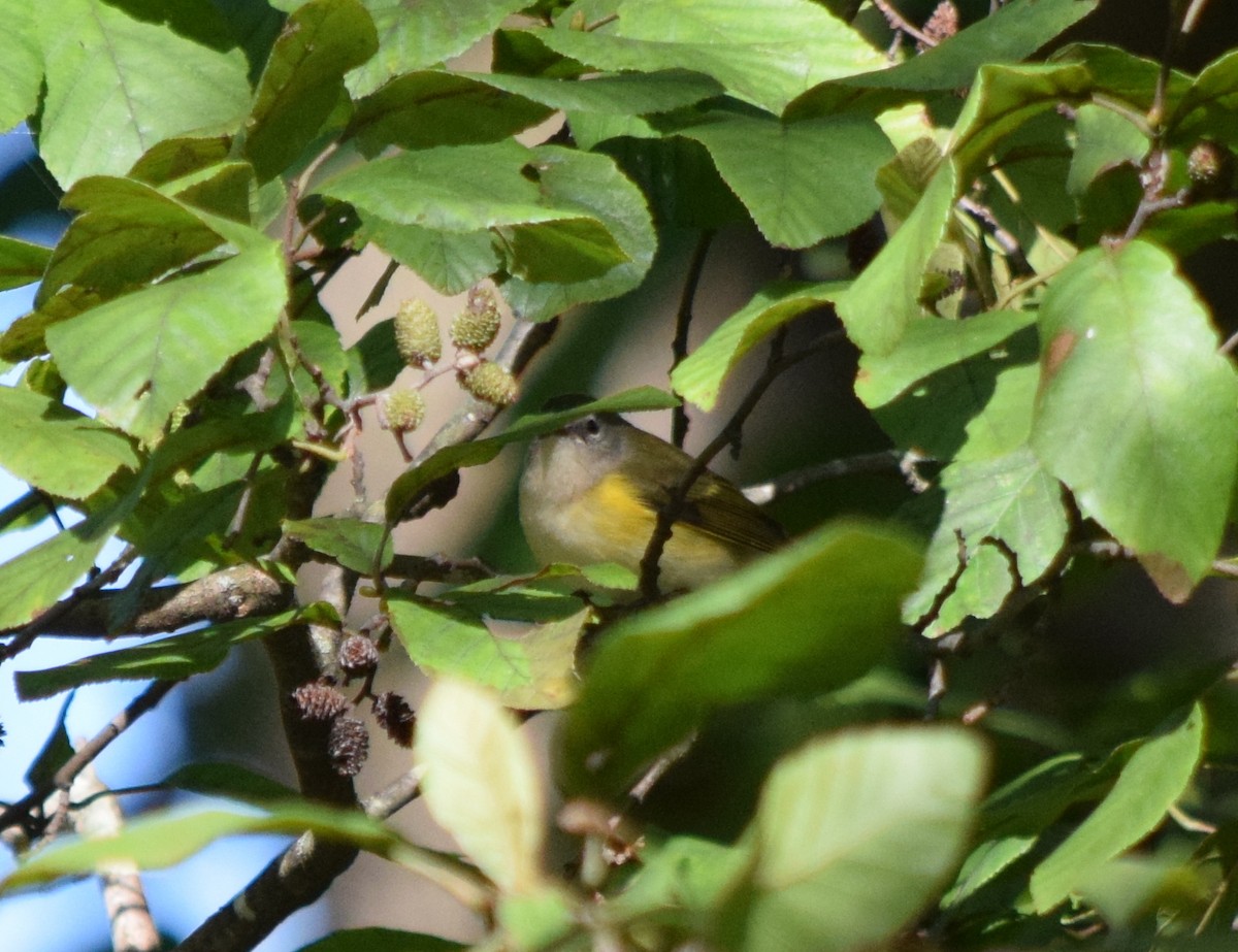 American Redstart - ML642946859