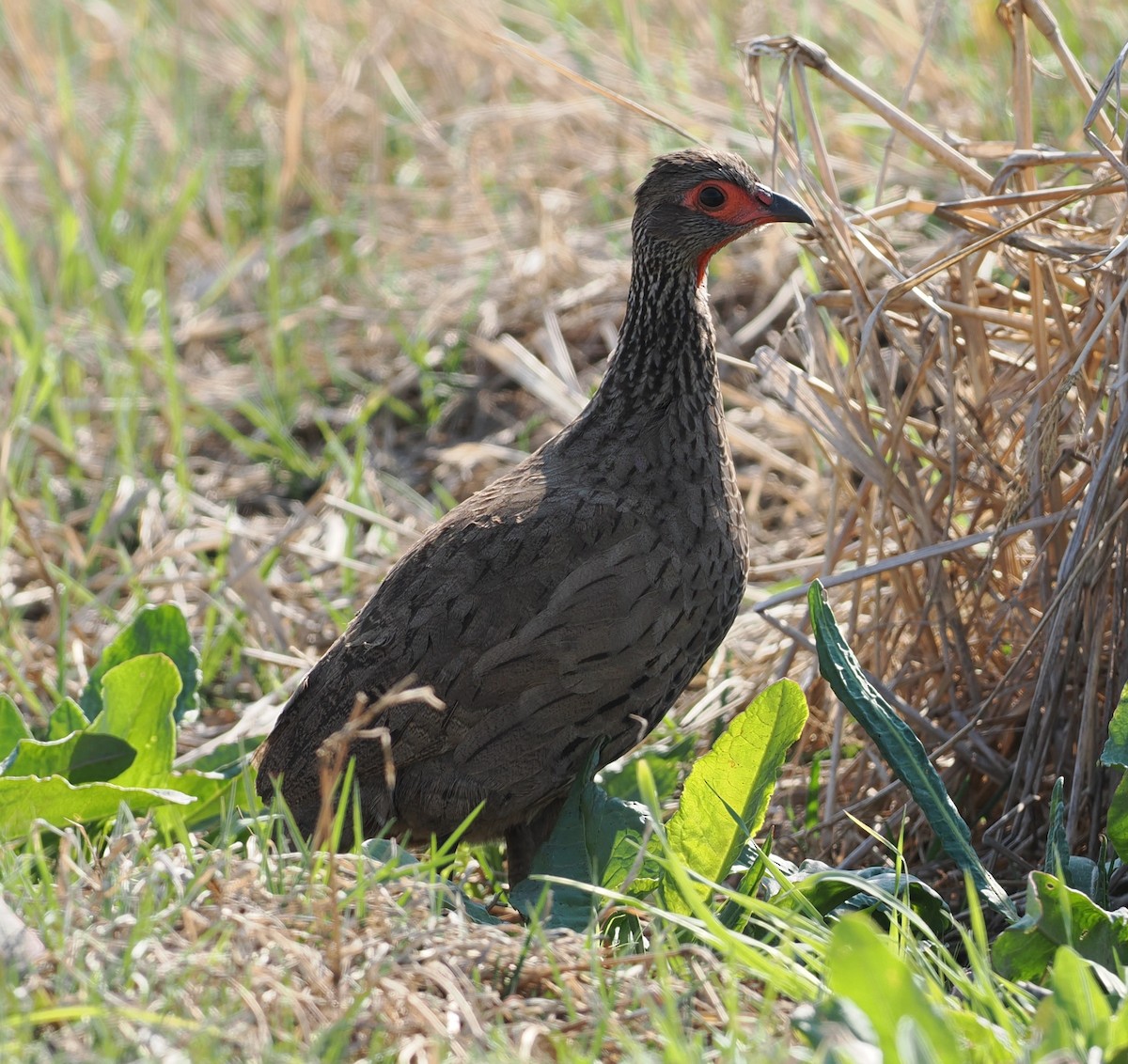 Swainson's Spurfowl - ML642946863