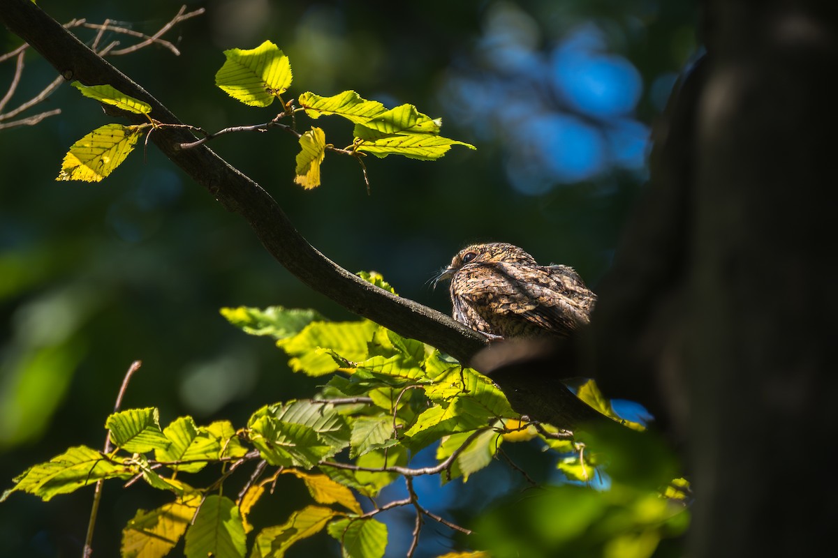 Eastern Whip-poor-will - ML642946891