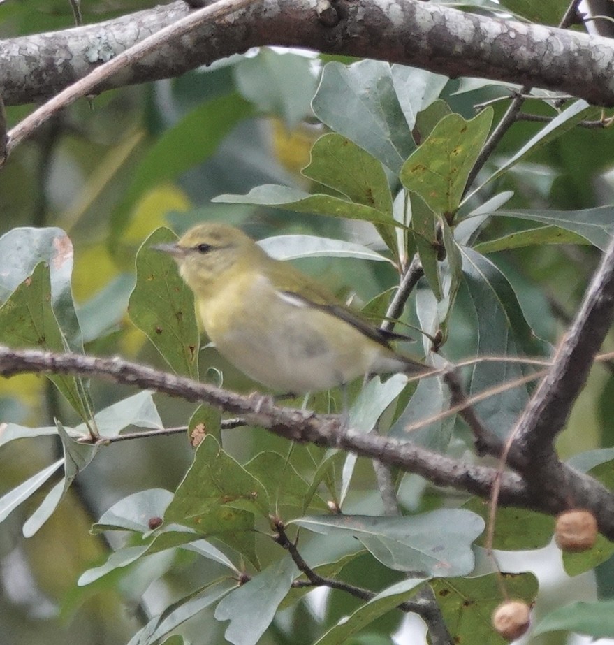 Tennessee Warbler - ML642946899