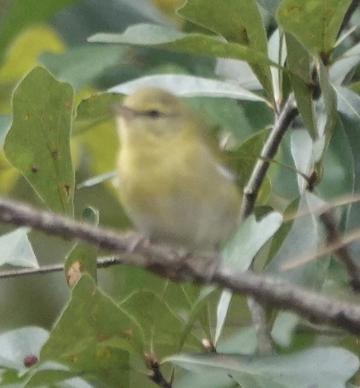 Tennessee Warbler - ML642946900