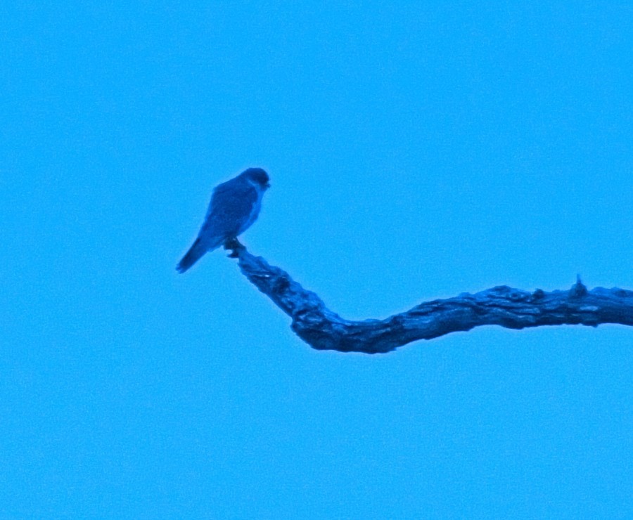 Falco dell'Amur - ML642946912
