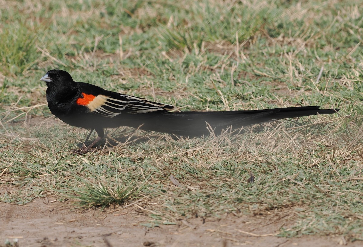 Long-tailed Widowbird - ML642946915