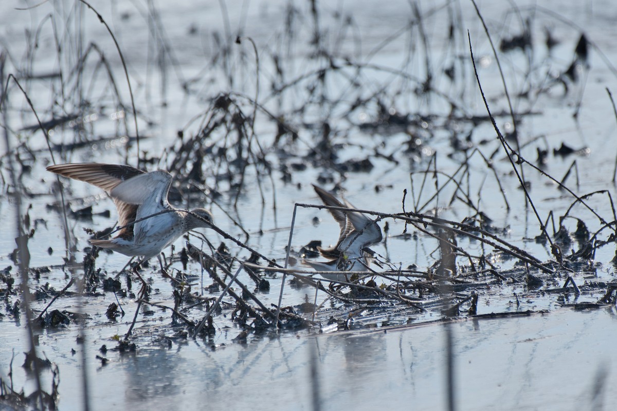 bonapartesnipe - ML642946916