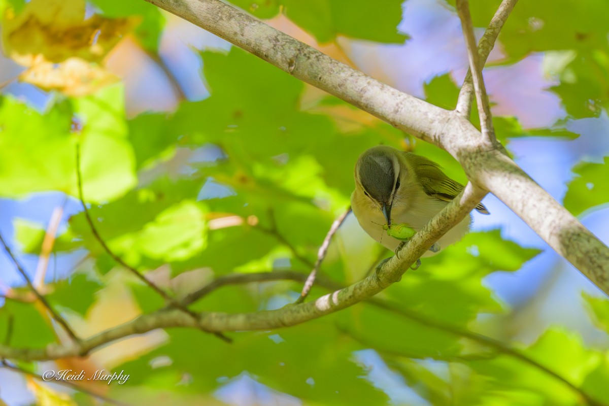 rødøyevireo - ML642946927