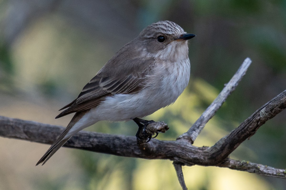 gråfluesnapper (tyrrhenica/balearica) (tyrrenfluesnapper) - ML642946932